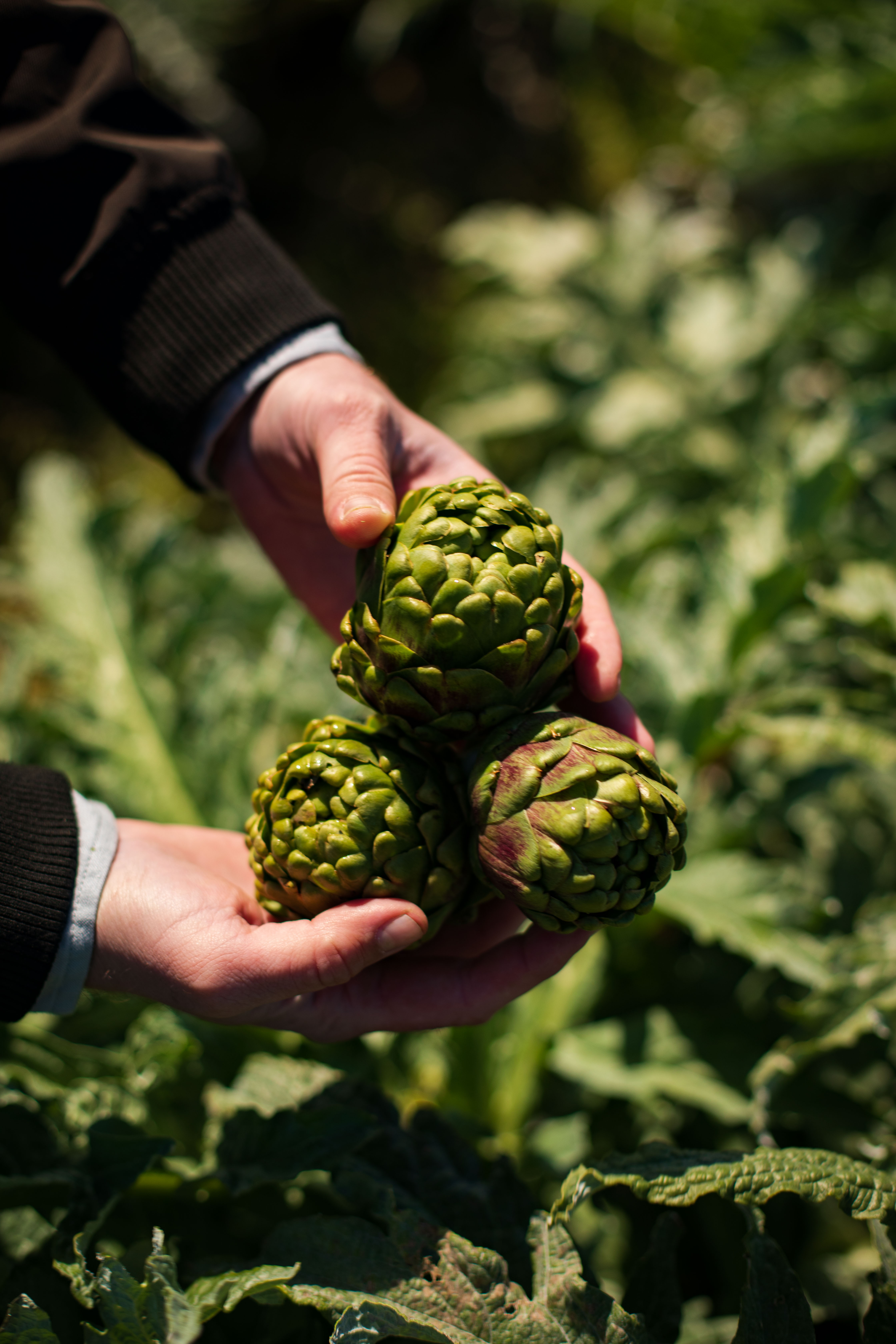 アーティチョークを手にする人