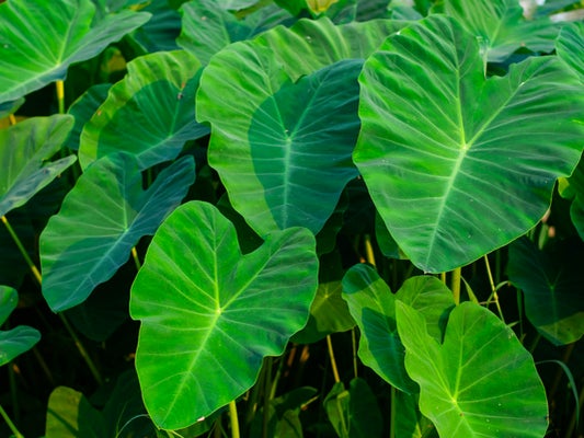 Taro leaf