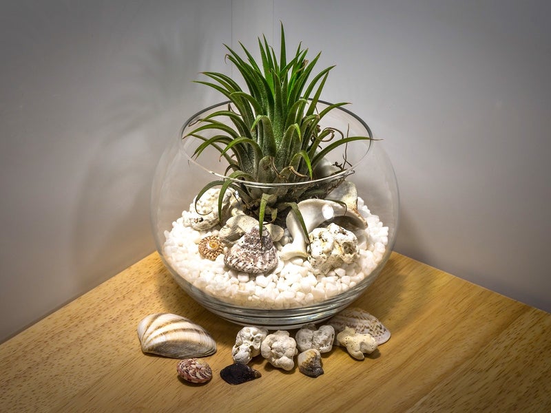 Clear bubble bowl glass vase with a plant