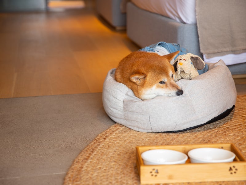 A dog lying in a dog bed 