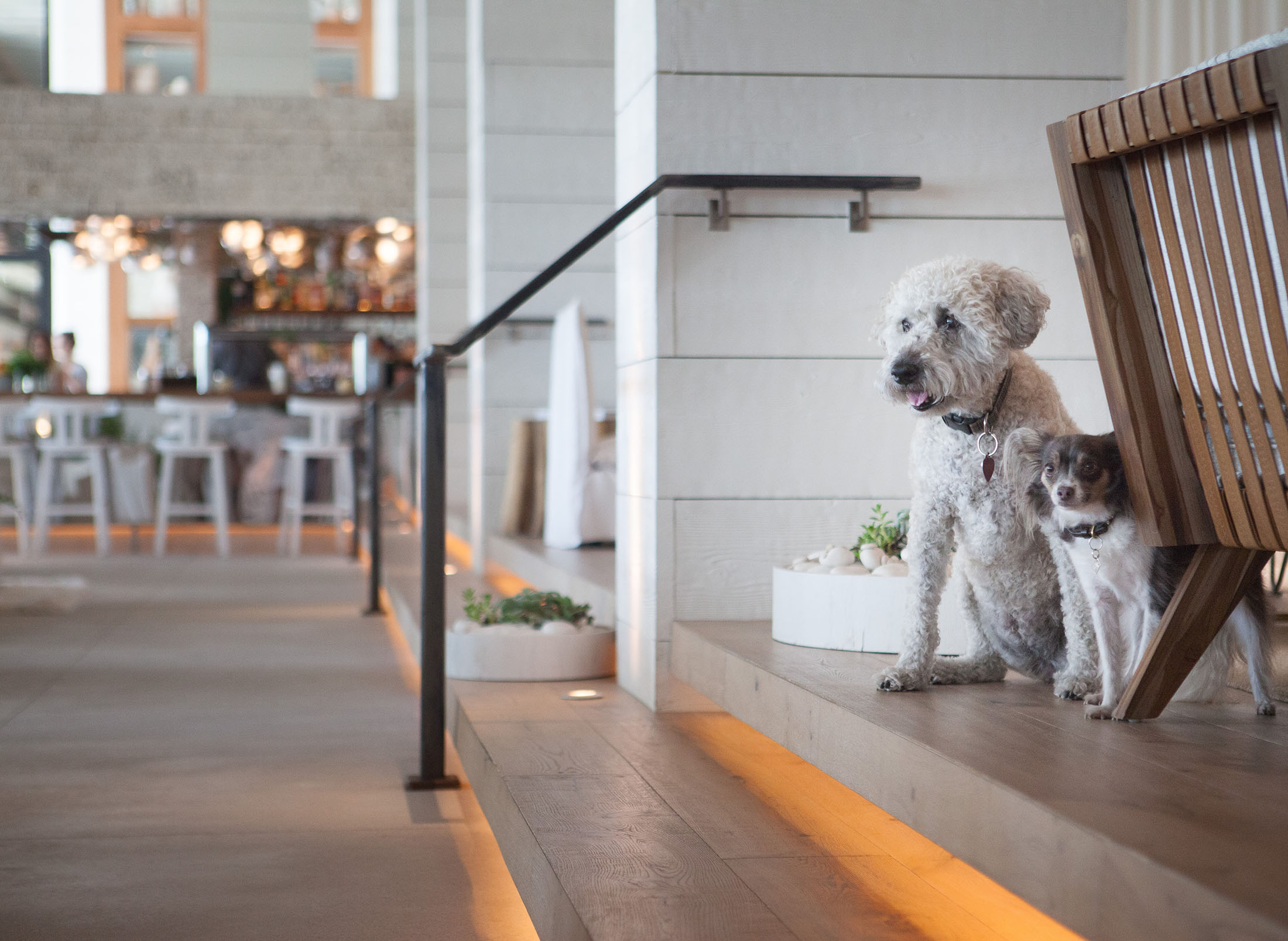 Two dogs sitting at the top of stairs