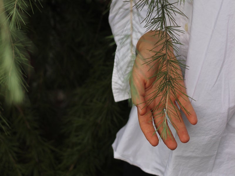Person touching a branch from a tree