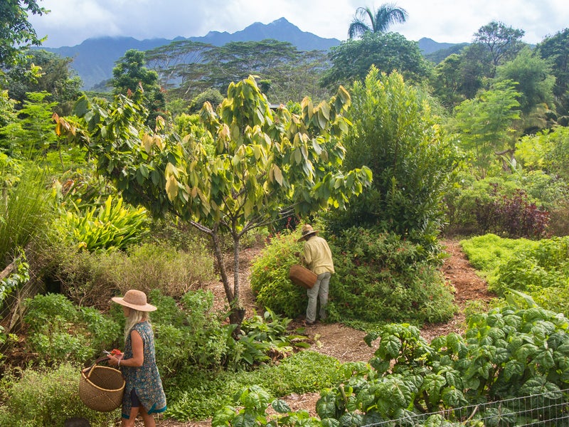 Kauai Farmacy Gardens 2