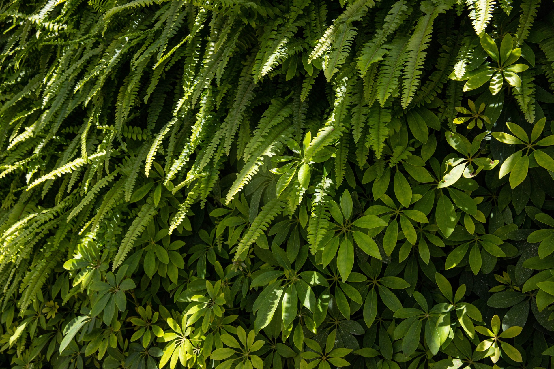 Decorative Ferns leafs