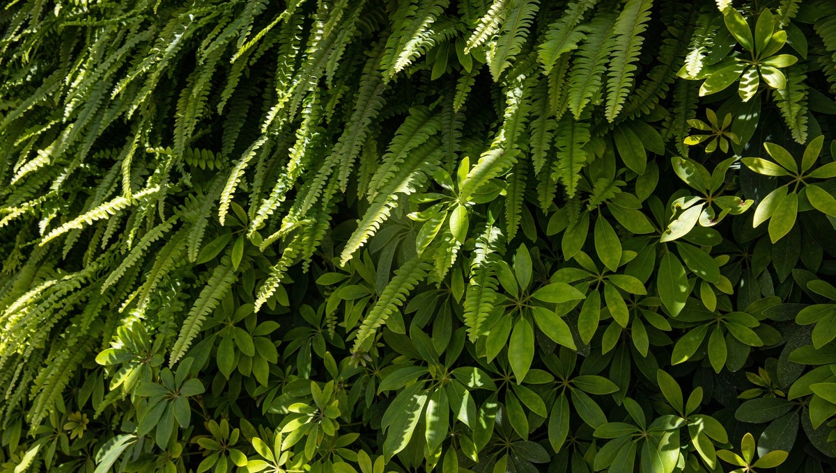 Decorative Ferns leafs
