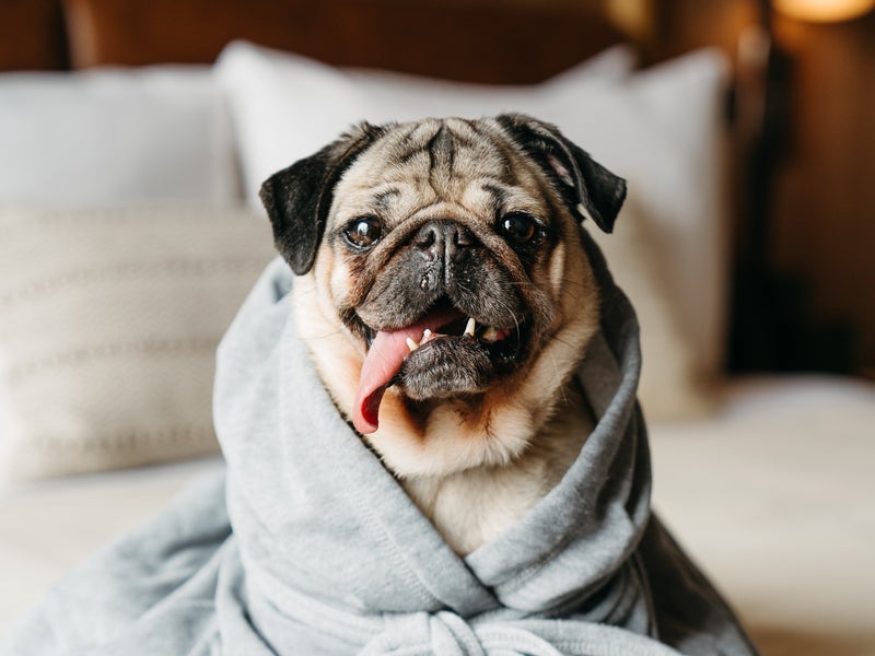 Dog