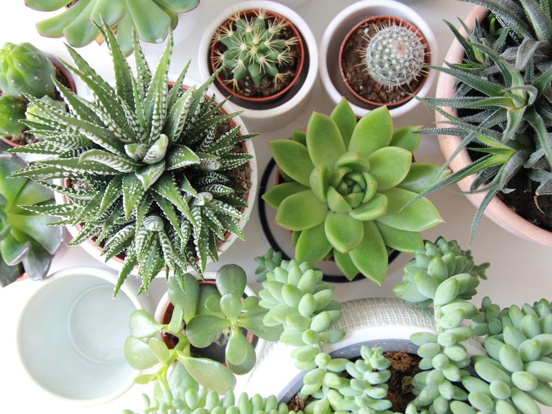 Potted plants