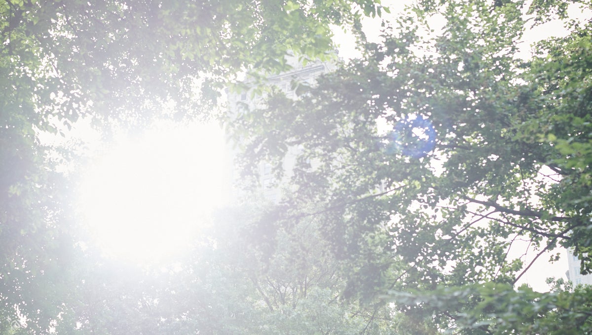 Sun peaking through the trees