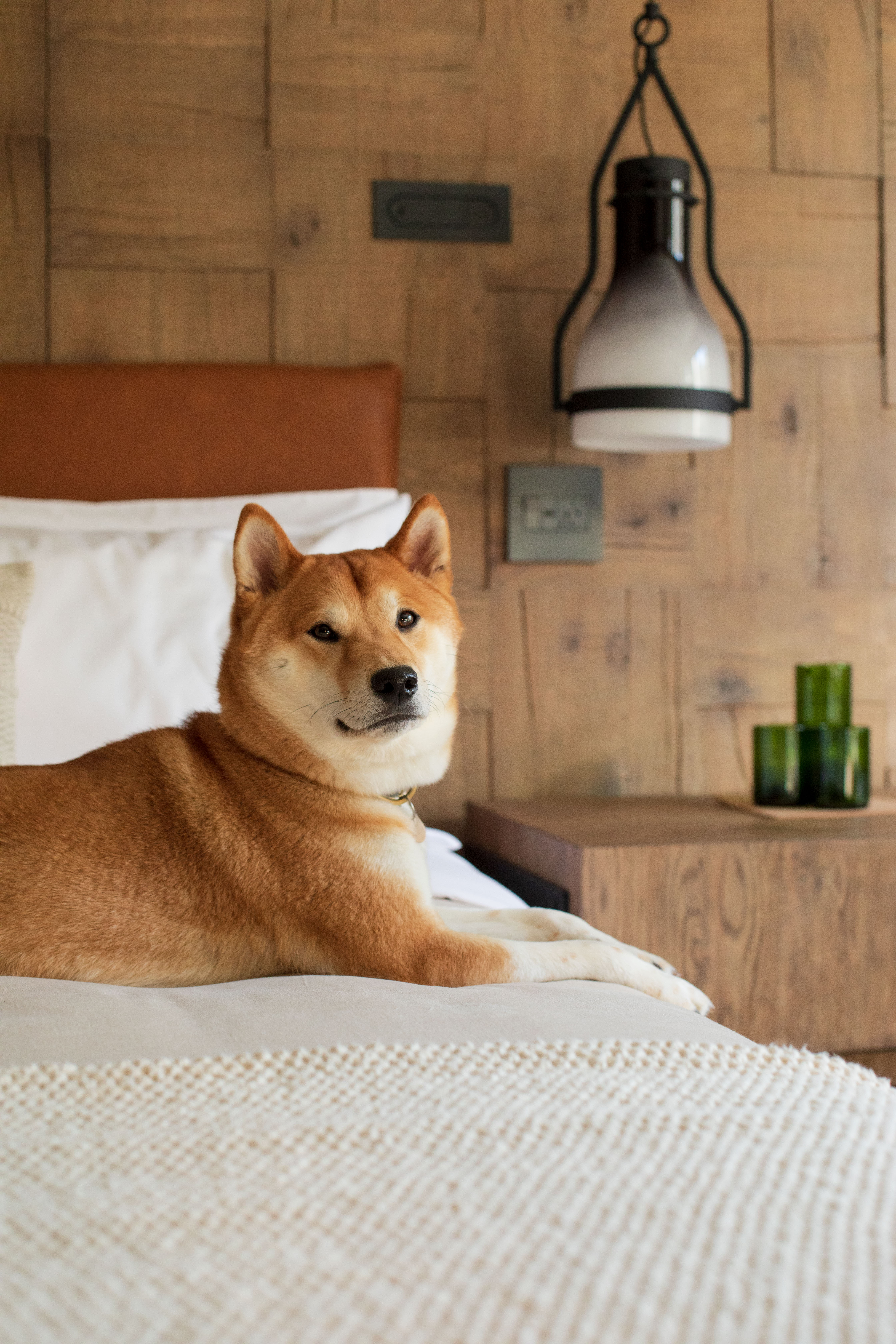 Dog on a bed 