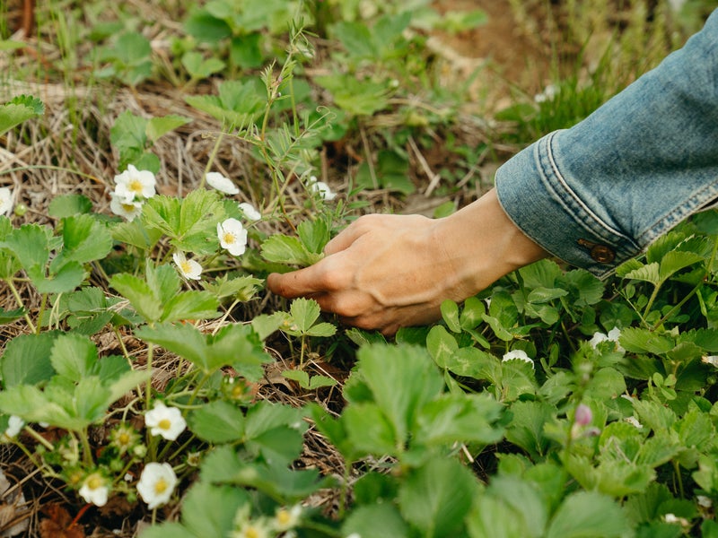 Woman tending to garden
