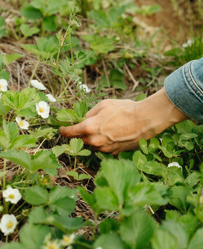 Woman tending to garden