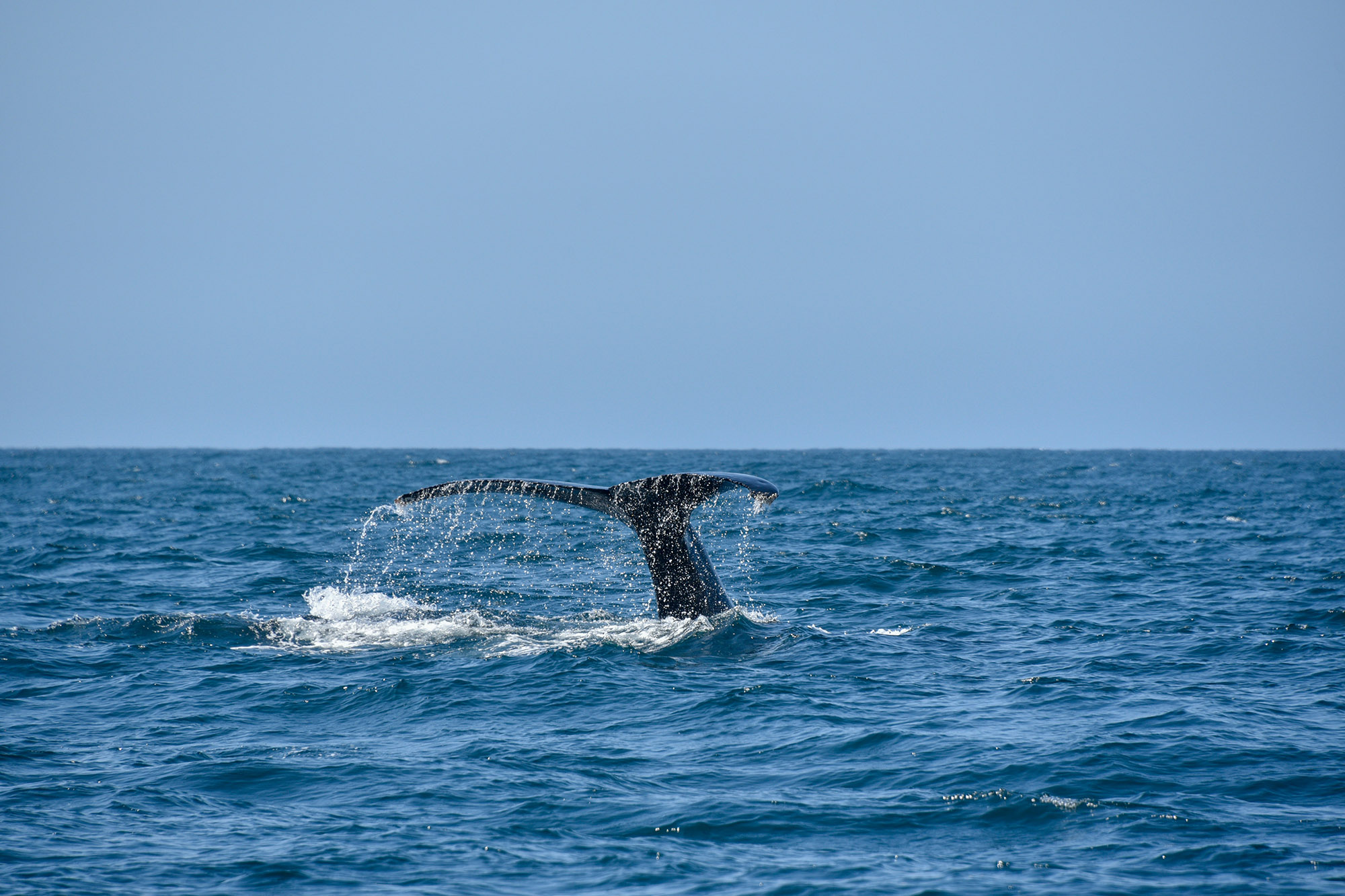 A whale tail sticking out of the ocean
