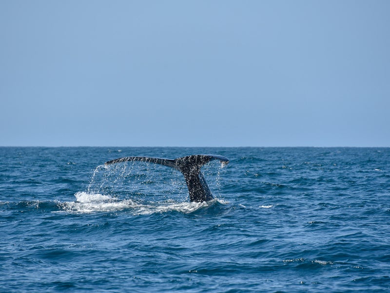 A whale tail sticking out of the ocean
