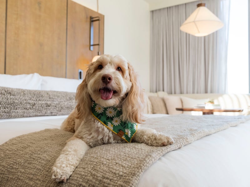 dog on a bed