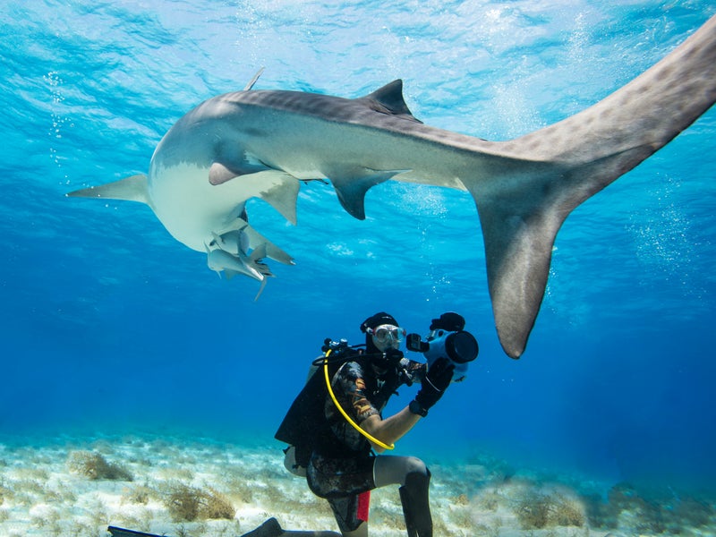 a person swimming next to a shark