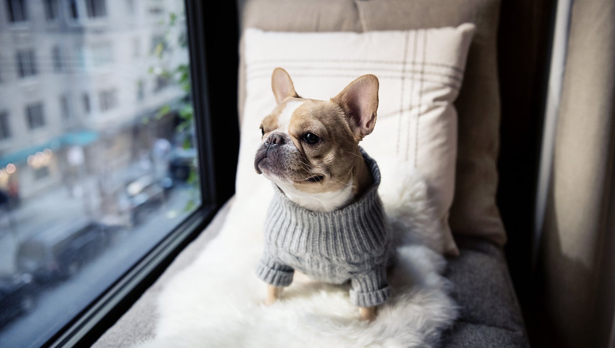 Dog looking out the window