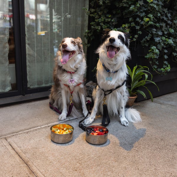Dog Menu