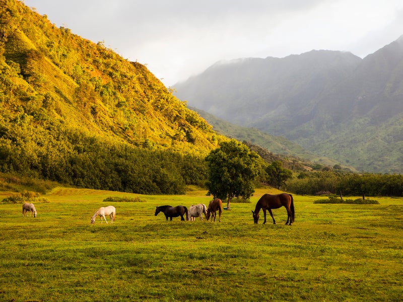 horses grazing in a field with mountains in the background