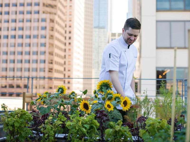 Chef Scott is pictured center, tending to the rooftop sunflowers