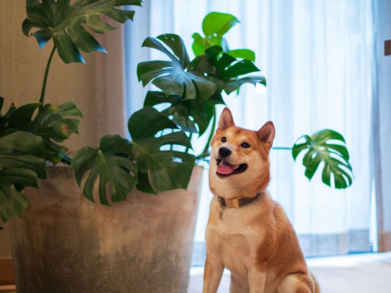Shiba inu sitting next to a plant