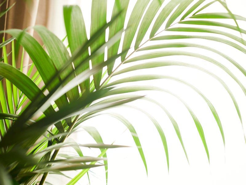 Plants