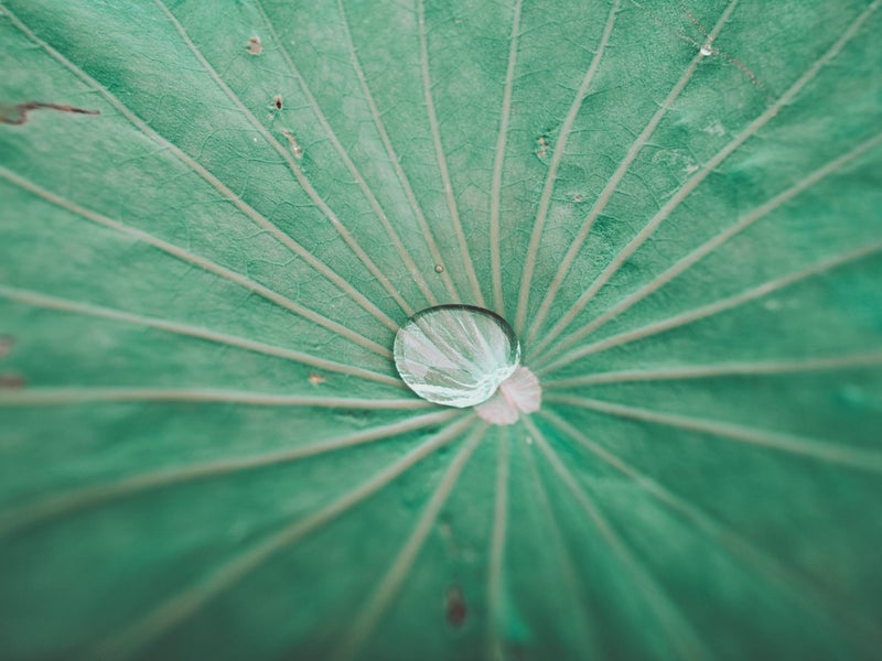 A drop of water on a leaf