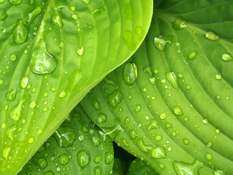 Green plants with dew