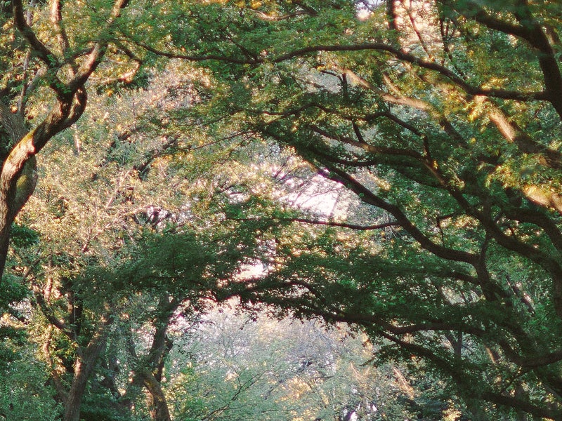 Sunlight peering through a row of trees