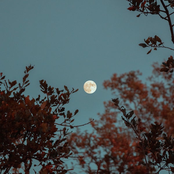 Shot of the Moon through trees