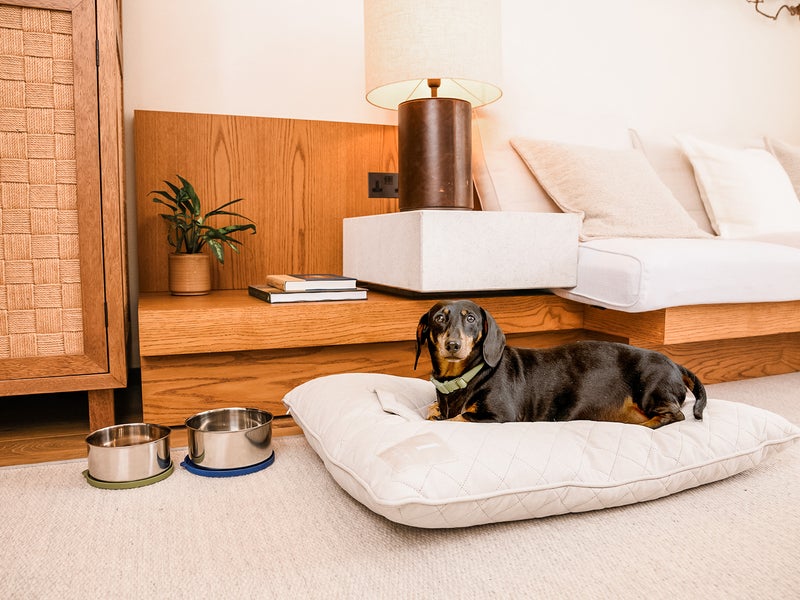 Dog in bed