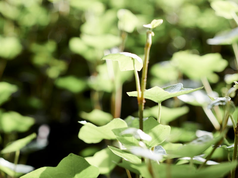 Plants