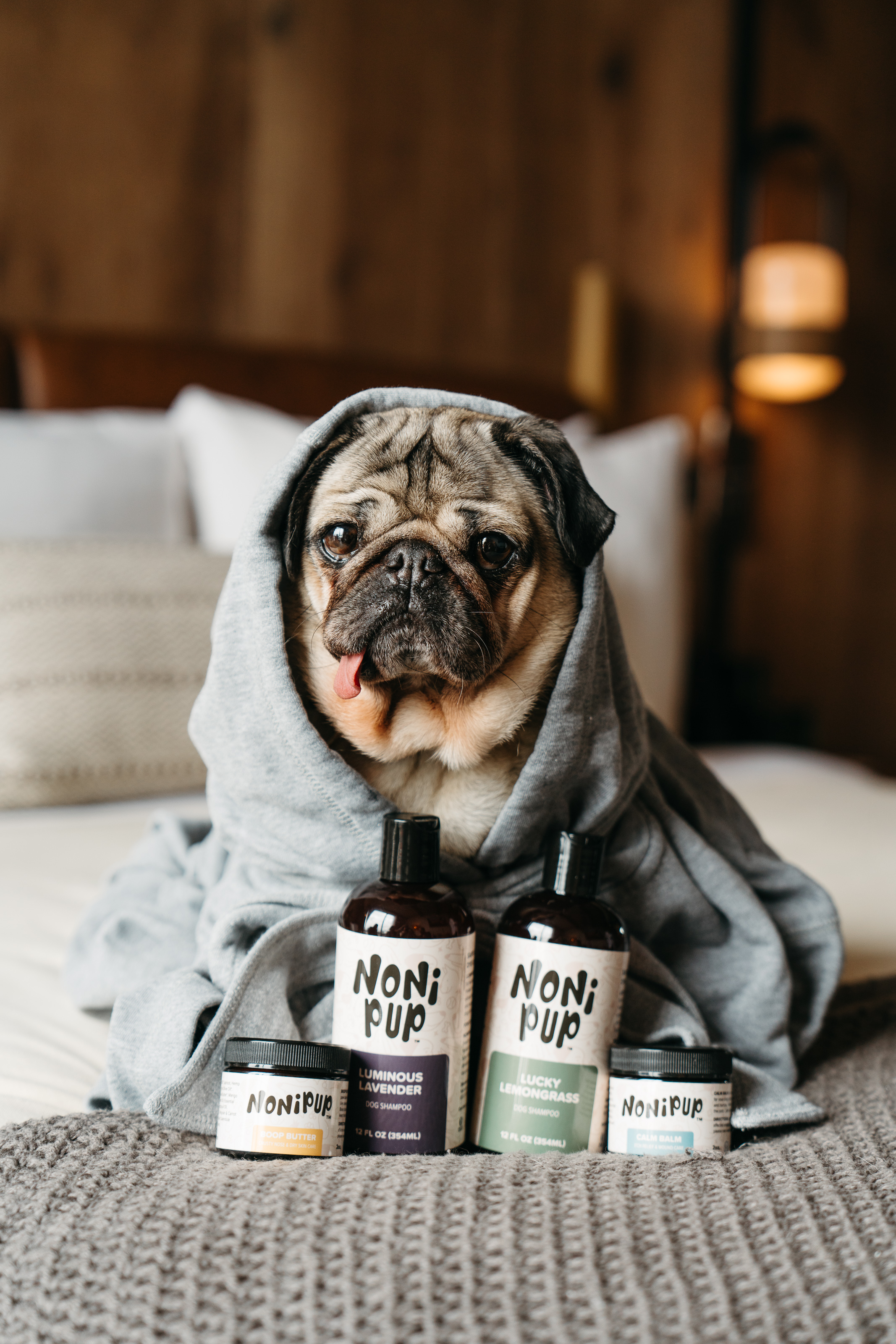 doug the pug in a robe on the bed
