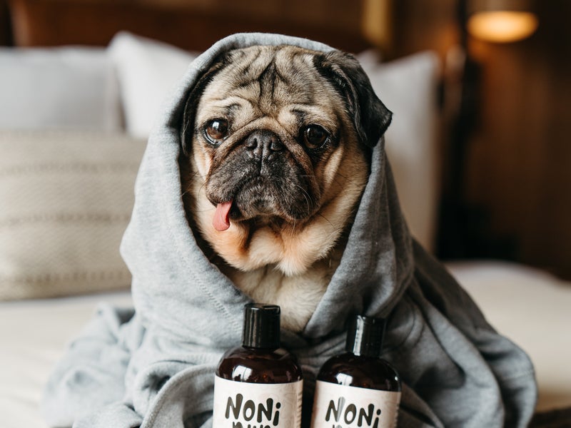 doug the pug in a robe on the bed