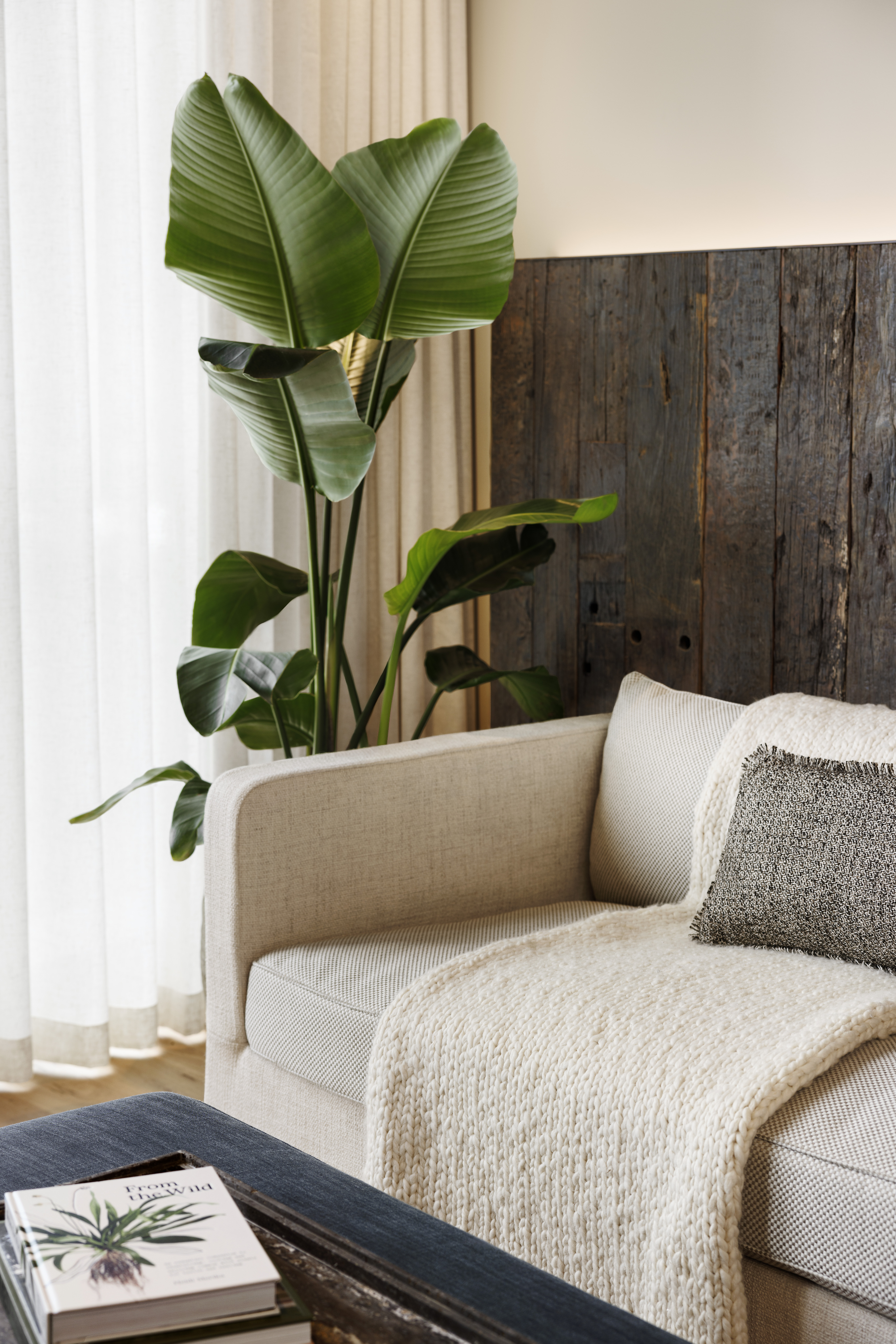 white sofa with a throw blanket next to a large plant