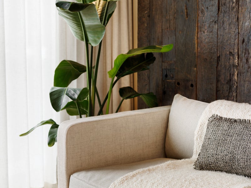 white sofa with a throw blanket next to a large plant