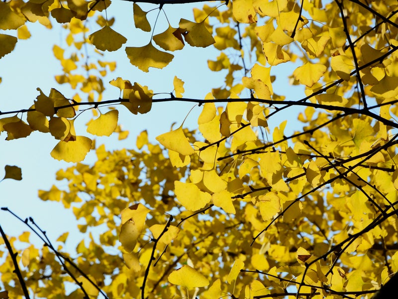 Gingko Tree