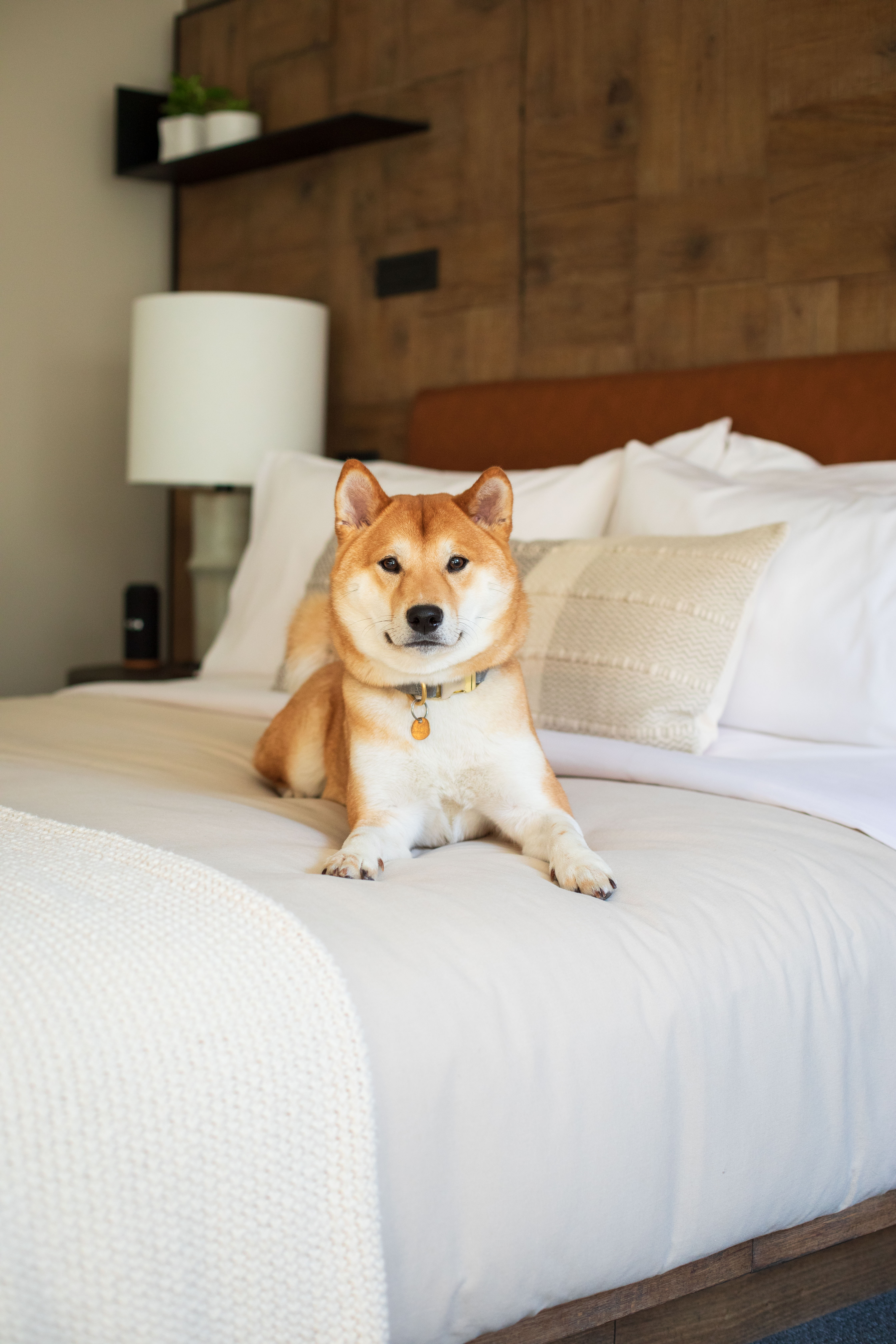 dog on bed in room