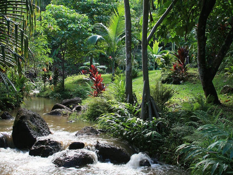 River running through a jungle