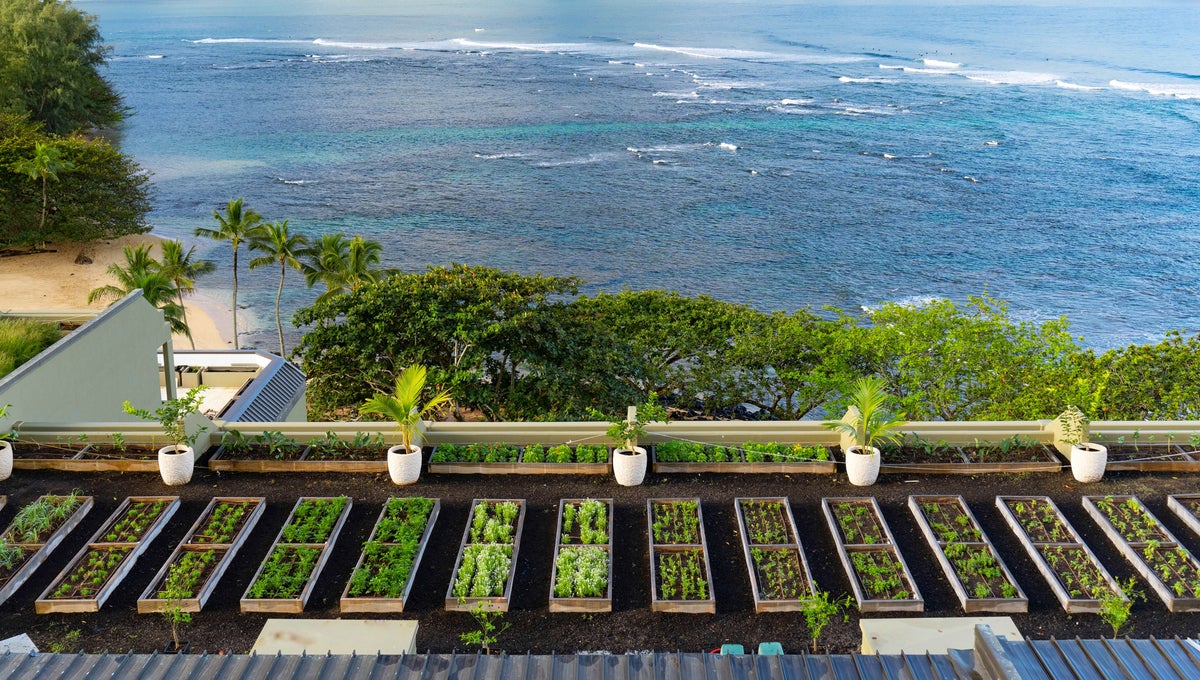 Rooftop garden overlooking the ocean