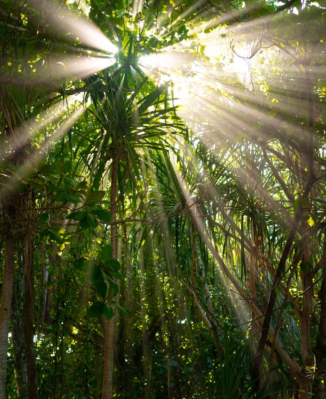 Beams of sunlight penetrate through the treetops