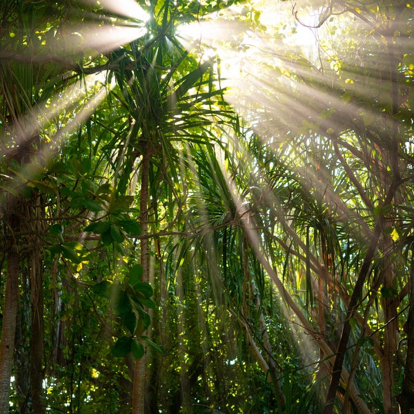 Beams of sunlight penetrate through the treetops