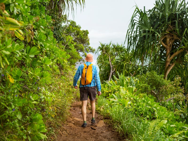 Person hiking along a jungle trail