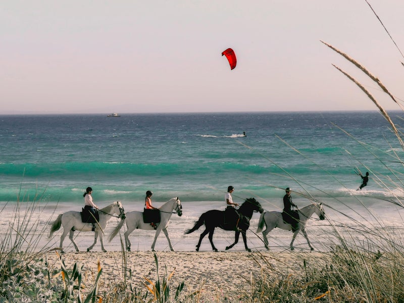 Horses