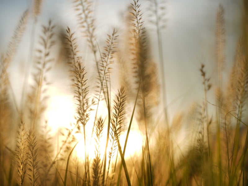 Rays of sunlight shine through stalks of wheat