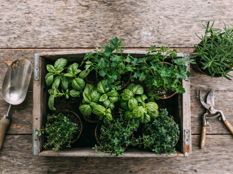Basket of herbs on a table with snips and shovel
