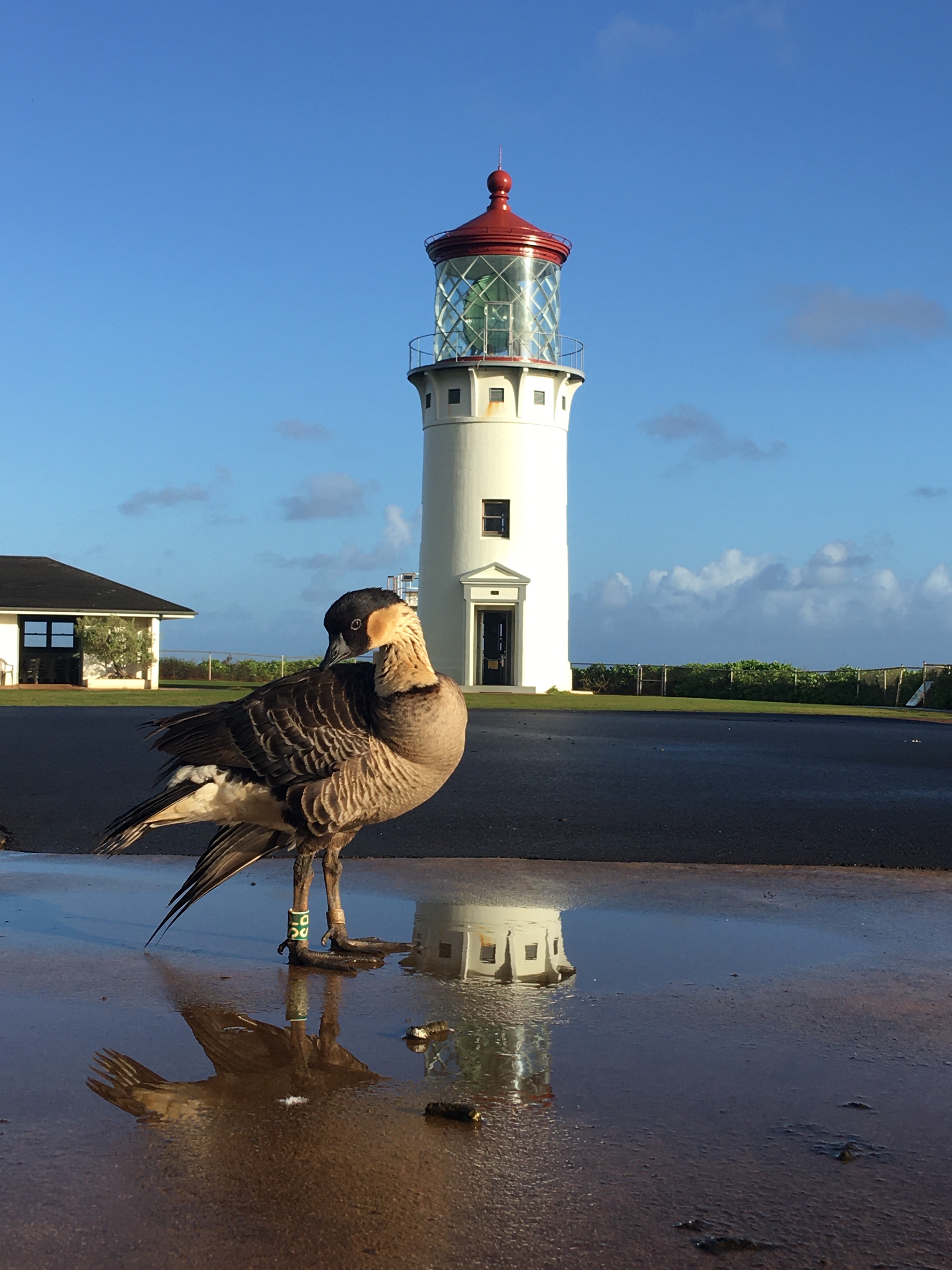 nene at lighthouse