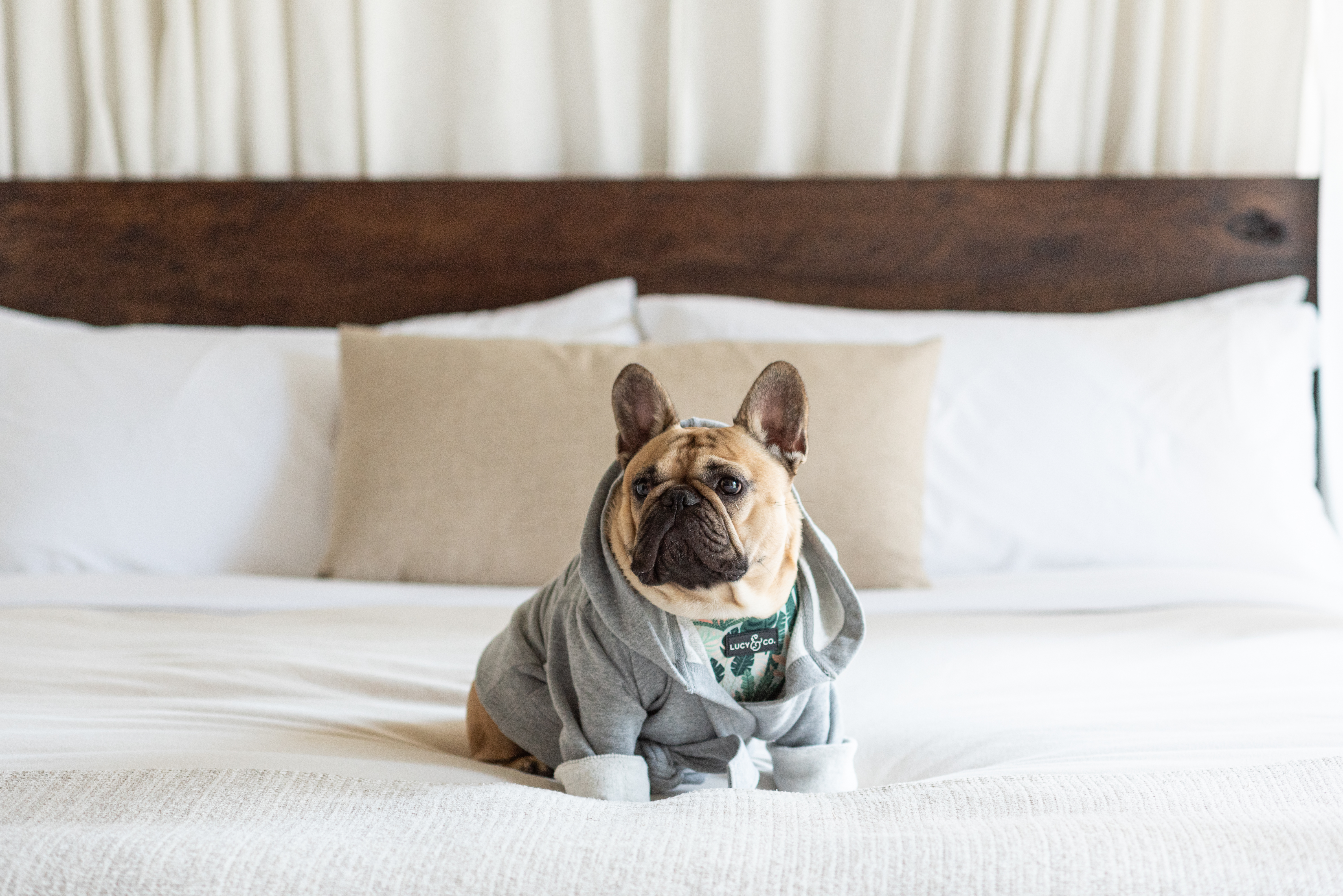 Hond met trui op bed