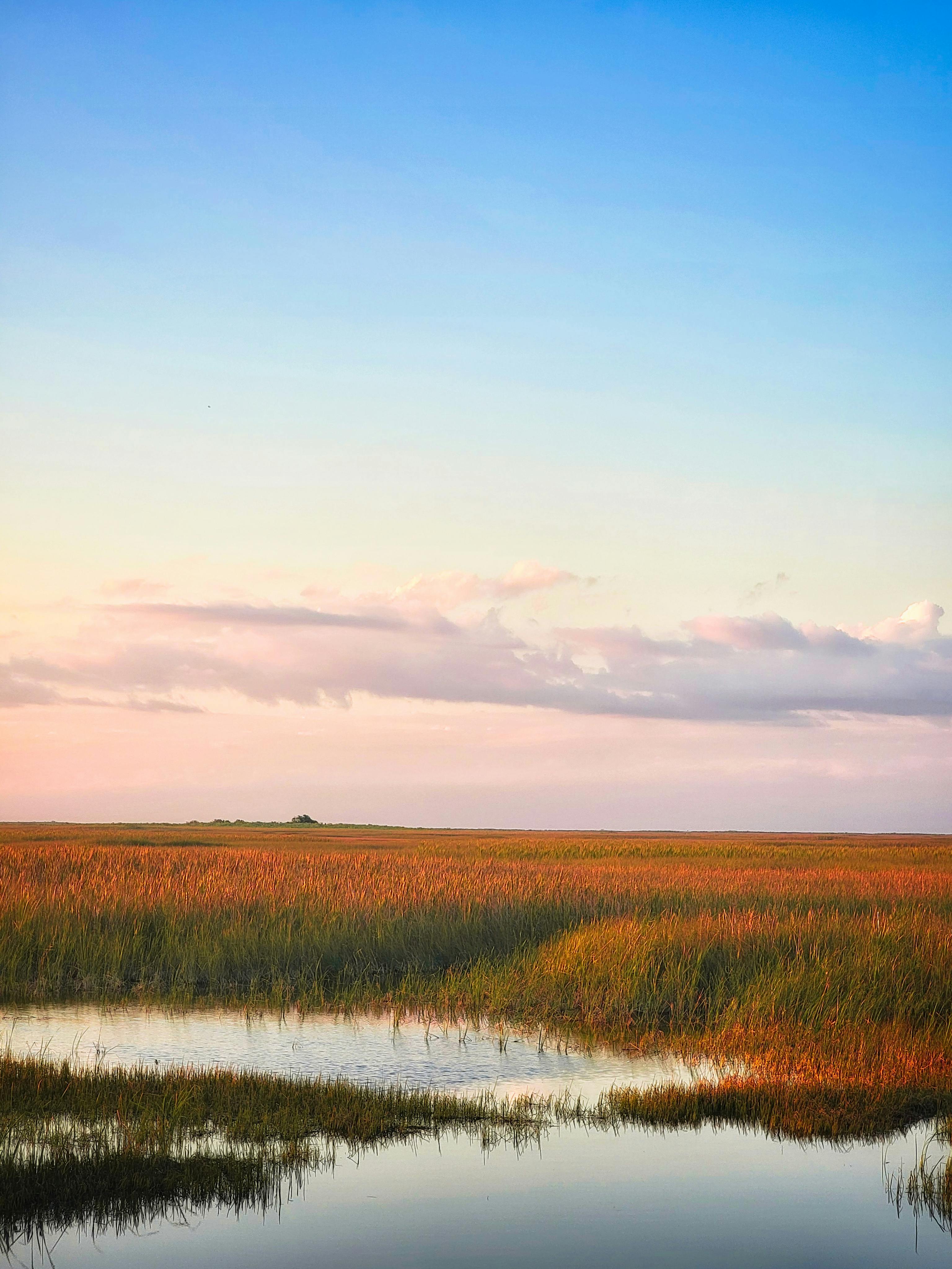 Swamp with grass and water