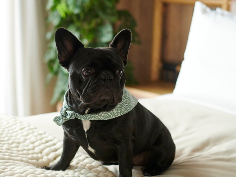 Dog on a bed