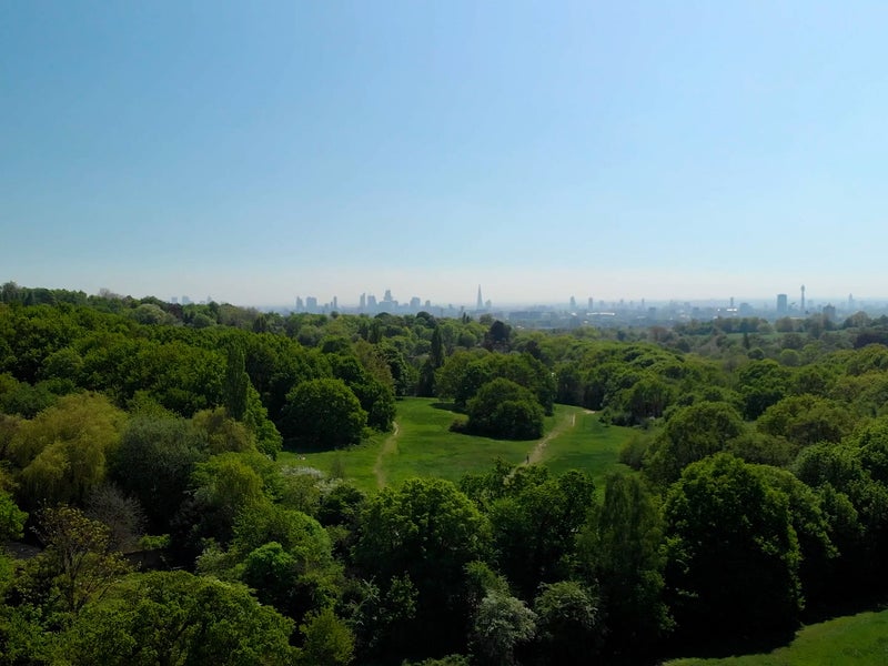distant city skyline visible over the tree tops